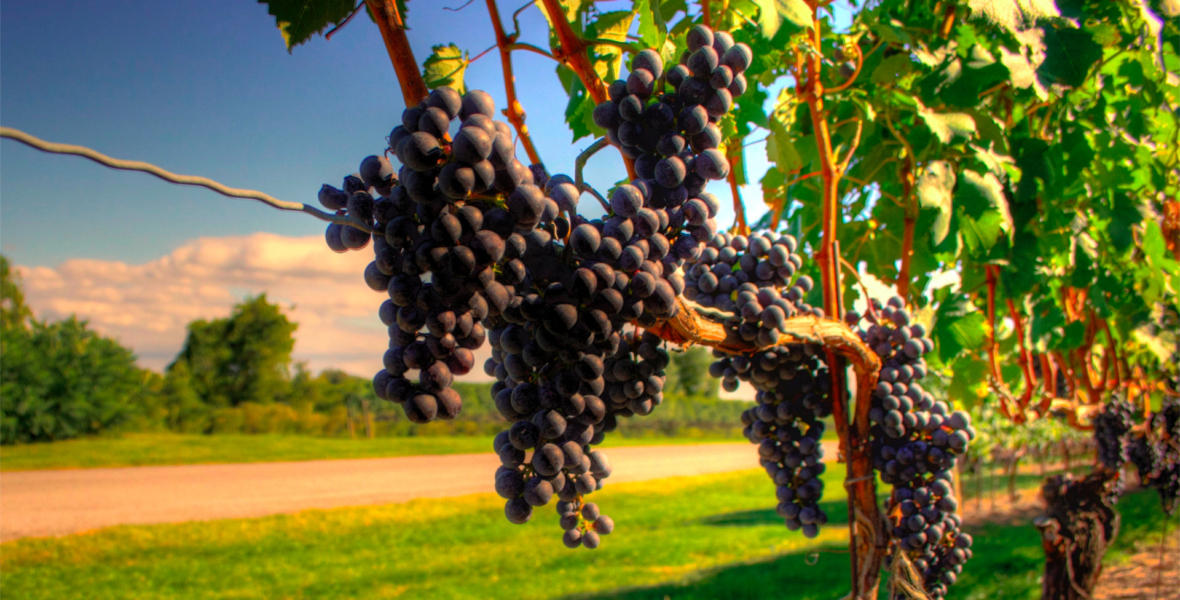 virginia winery tours Luxury Limousine Winery Tours